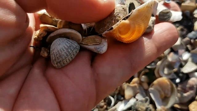 Ракушки в Керчи | На машине в Крым смотреть онлайн