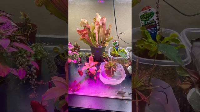 Fast growing plants when added to a terrarium. Nepenthes, Sarracenia, Drosera Capensis , смотреть онлайн