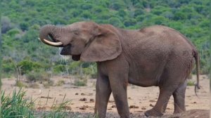 Интересные факты о саванне