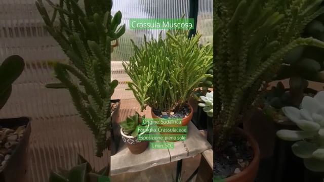 Crassula Muscosa 🌵 #shortsvideo #succulents #crassulaceae #crassulamuscosa