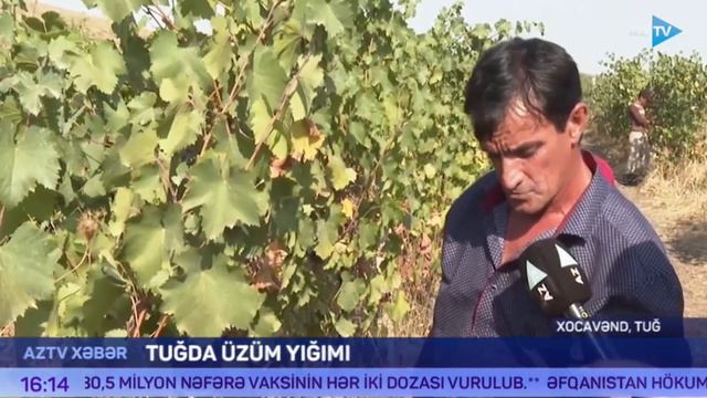 Tuğda üzüm Yığımı - REPORTAJ