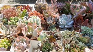 Признаки засушенных и залитых суккулентов.