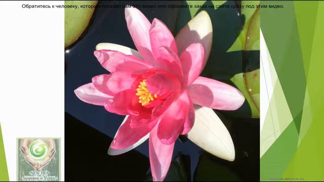 Бамбуковый чай польза или вред смотреть онлайн