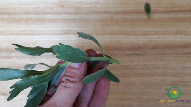 Easy Method For Growing Protea Cuttings as a business смотреть онлайн