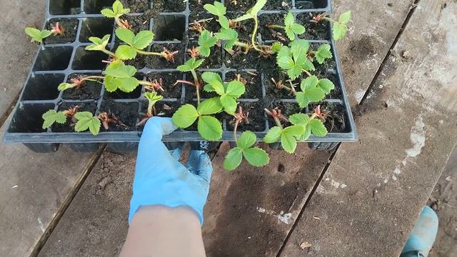 Чистка рассады клубники смотреть онлайн