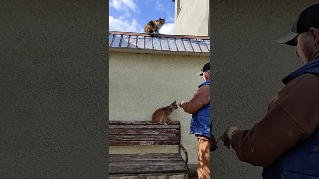 Каракал Зюзя вышла гулять.Caracal walks through the autumn streets.? смотреть онлайн