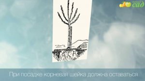 Посадка грецкого ореха - как правильно посадить грецкий орех
