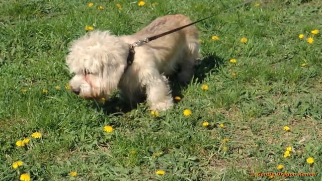 Dandie Dinmont termer Puppies 2019 Dandelions смотреть онлайн