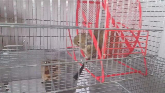 Ссаживание трёх дегу смотреть онлайн