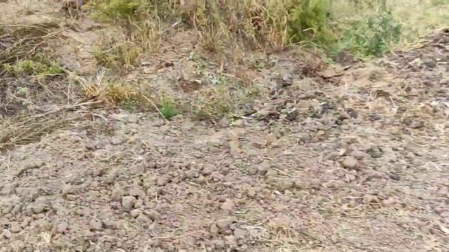 клубника набирает обороты, планы, ответы на вопросы и один из главных вредителей на моей клубнике! смотреть онлайн