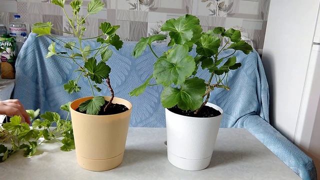 Пересадка комнатных цветов (15.04.2022) смотреть онлайн