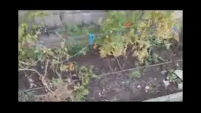 Помидоры Всё ещё дозревают смотреть онлайн