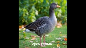 КРАСНАЯ КНИГА ТВЕРСКОЙ ОБЛАСТИ