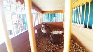 Хохлатый жаворонок "Посметух" распевается.