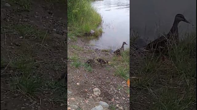 Random | Reciprocal Altruism, Egoism, Examples from our lives | Feeding Ducks Background смотреть онлайн