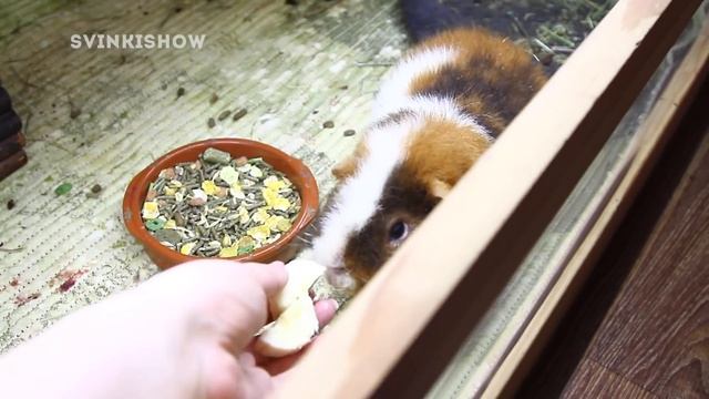 УГОЩАЮ МОРСКИХ СВИНОК БАНАНОМ смотреть онлайн