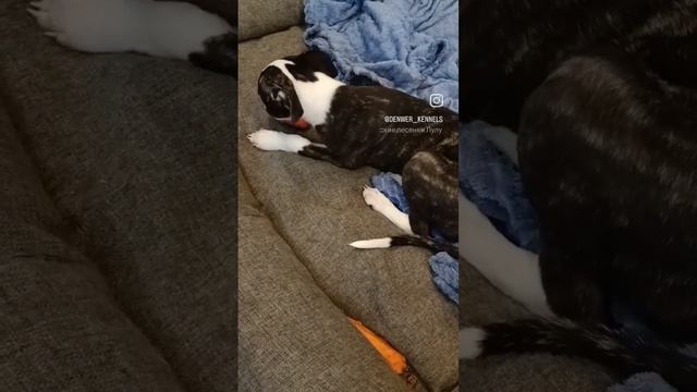 Denwer Kennels Illusionist #щенкииллюша #whippet #male #blackbrindle #boys #denwer #уиппет смотреть онлайн