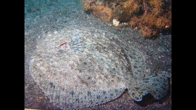 Обитатели Чёрного моря смотреть онлайн