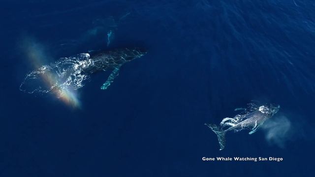 Humpback Whale Blows Rainbows And Plays With Dolphins