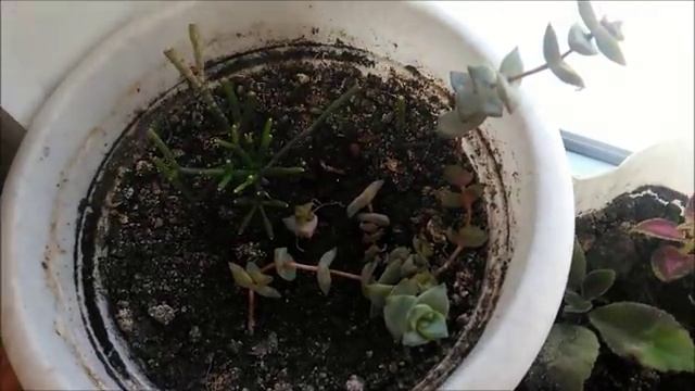 Моя коллекция комнатных растений, декоративнолиственные и не только смотреть онлайн
