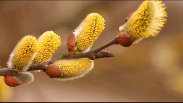 Интересное о вербе Праздник Вербное Воскресение смотреть онлайн