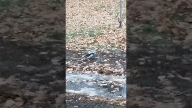 Галка птица смотреть онлайн