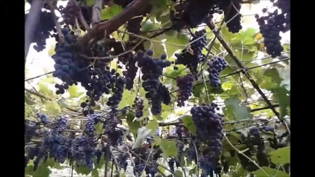 Амурский прорыв на участке Сидоренко А.И. смотреть онлайн