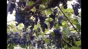 Амурский прорыв на участке Сидоренко А.И.