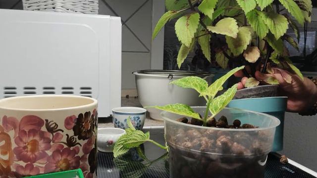 Potting Coleus Cuttings Experiment READY SET GO!