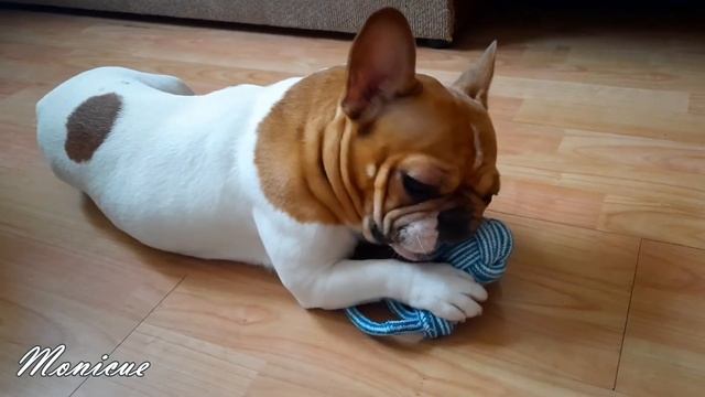 Игрушки для французского бульдога. смотреть онлайн