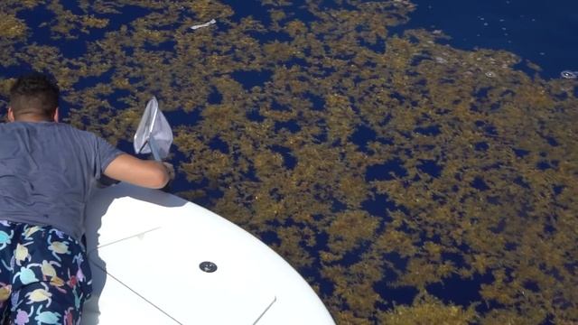 PESCAMOS O MAIOR PEIXE DO MUNDO! смотреть онлайн
