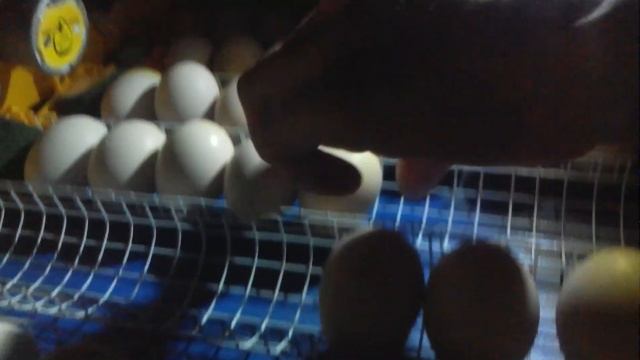 Итоги Овоскопирования Кобб-500 Чехия смотреть онлайн