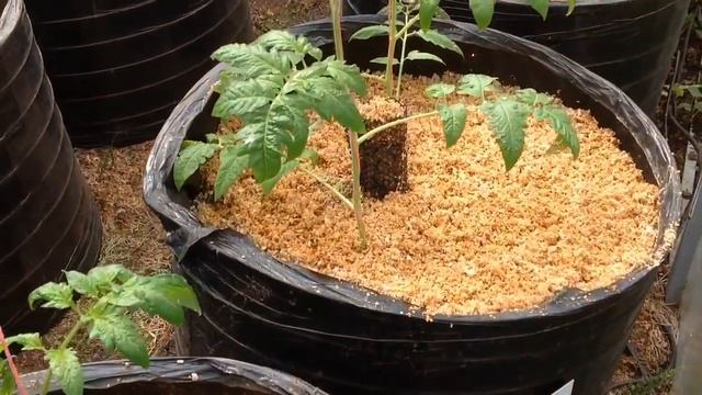 Посадка в МЕШКИ ТОМАТОВ и ОГУРЦОВ. Дневник МЕШОЧНИКА 2019. Запись N 5. Growing vegetables in BAGS. смотреть онлайн