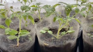 Рассада томатов без естественного освещения