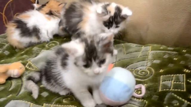 Отдам котят в добрые руки смотреть онлайн