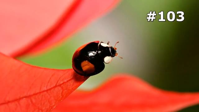 #103. Насекомые (В мире животных) смотреть онлайн