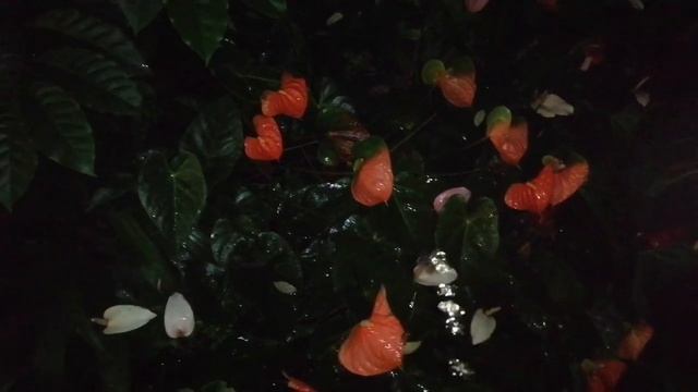 Boy peeing to beautiful flower garden?How short people pee ?Nutrition for flowers?️Bathing nature ? смотреть онлайн