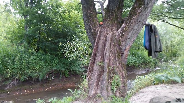 Доберман лазает по деревьям смотреть онлайн