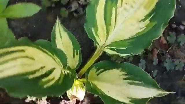 #хоста  Lakeside Paisley Print (hosta Lakeside Paisley Print) #hostas