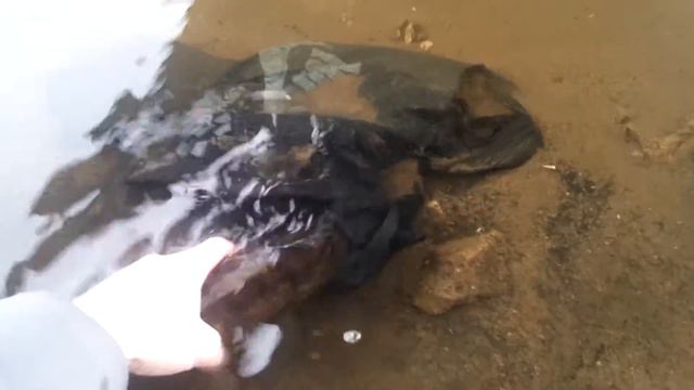 Судак заплутался в мусоре МР смотреть онлайн