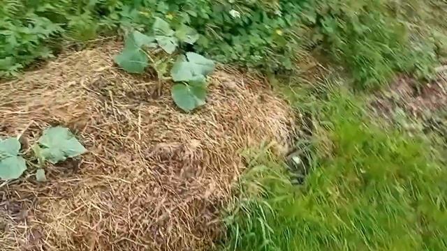 Середина лета - дача и огород 2022 г. День рождения, цветы и подарки. смотреть онлайн