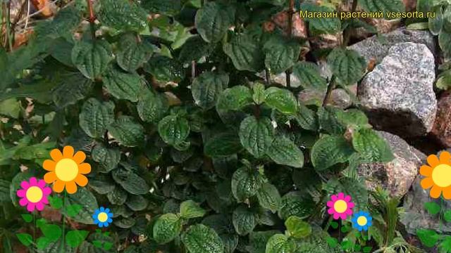 Дерен кроваво-красный Компресса. Краткий обзор, описание характеристик cornus sanguinea Compressa смотреть онлайн