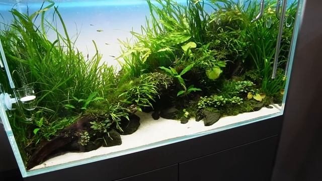 ADA Nature Aquarium Gallery Full Tour смотреть онлайн