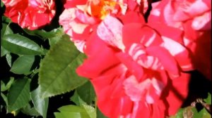 Фердинанд Пичард - самый беспроблемный шраб в моём саду!(Ferdinand Pichard  Tanne Франция, 1921)