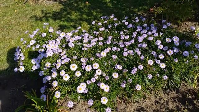 Астры многолетние смотреть онлайн