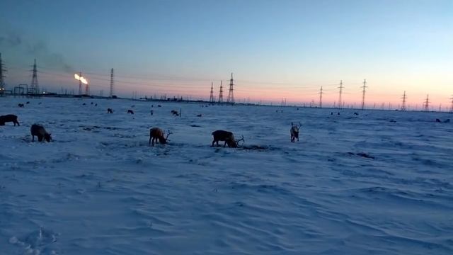 Северные олени смотреть онлайн