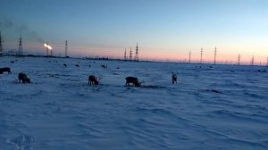 Северные олени