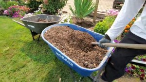 Метельчатые Гортензии. Как и в какой грунт я сажаю.