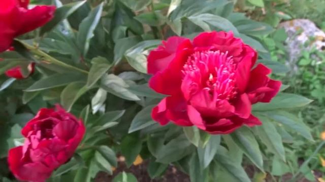 Пион ВЕРОЧКА / Peony VEROCHKA - ОБЗОР, ОПИСАНИЕ, ЦВЕТЕНИЕ, ОТЗЫВ смотреть онлайн