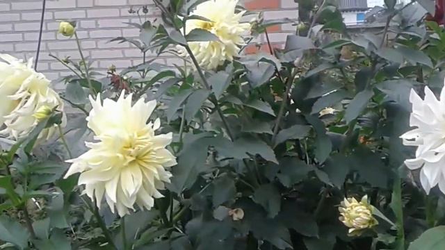 Белый георгин Лотос . White Dahlia Lotus. смотреть онлайн